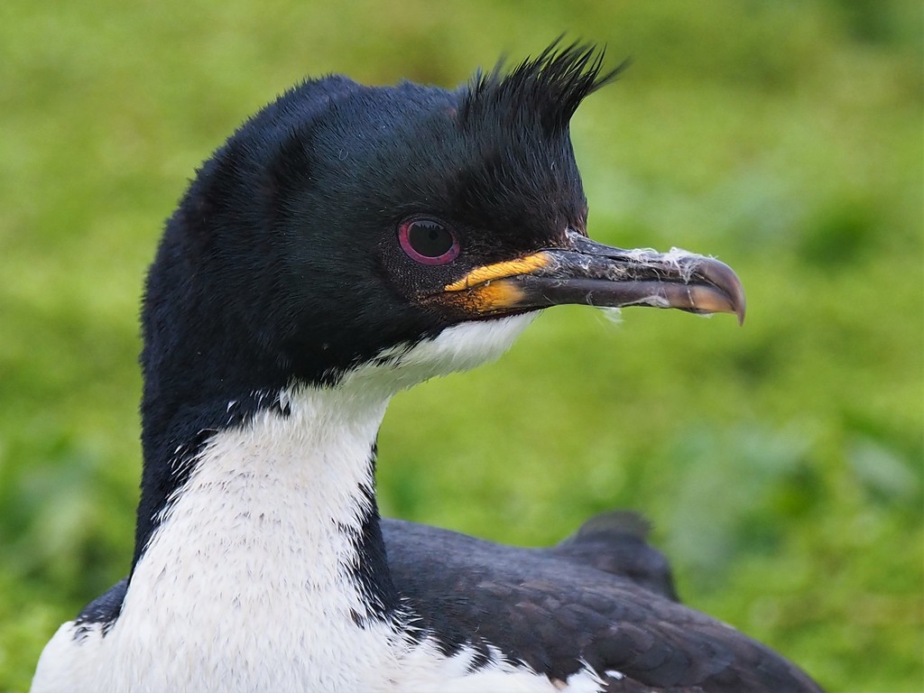 Auckland Shag