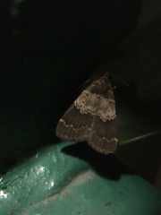 Hydrillodes lentalis