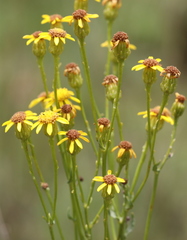 Senecio inornatus