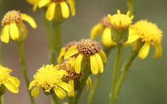 Senecio inornatus