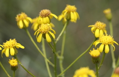 Senecio inornatus