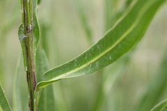 Senecio inornatus