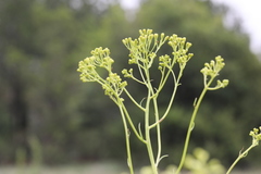 Senecio inornatus