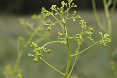 Senecio inornatus