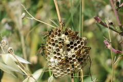 Polistes mongolicus