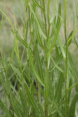Senecio inornatus