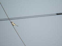 Lanius sphenocercus