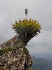 Vriesea macrostachya