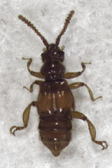 Sagola notabilis