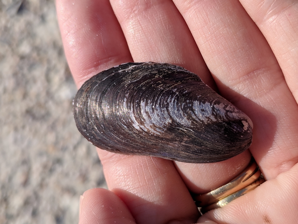 False Tulip Mussel