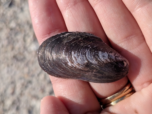 False Tulip Mussel
