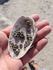 Amphibalanus venustus