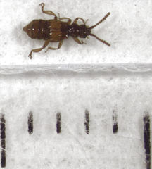 Sagola notabilis