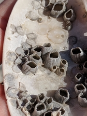 Amphibalanus venustus