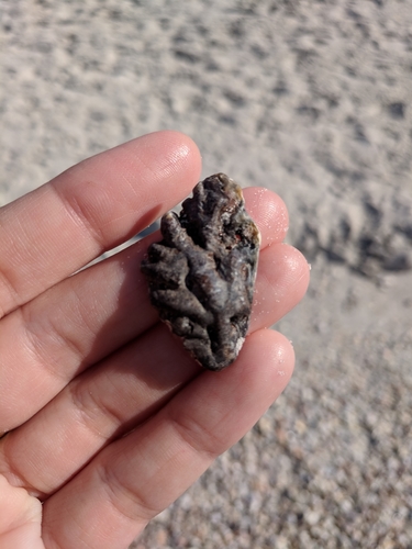 Dendostrea frons