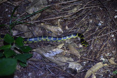 Lycodon flavozonatus