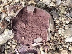 Calvatia fragilis