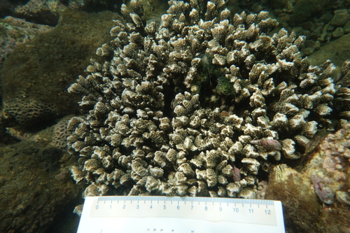 Montipora angulata observed 2023-07-09