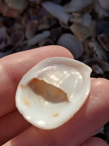 Common Atlantic Slippersnail