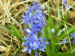 Scilla vindobonensis