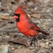 Eastern Cardinal - Photo (c) Sequoia Janirella Wrens, some rights reserved (CC BY-NC), uploaded by Sequoia Janirella Wrens