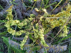 Pteridium aquilinum