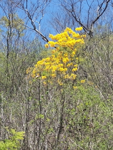 Image of Handroanthus chrysanthus by no rights reserved