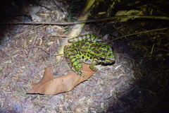 Odorrana tianmuii