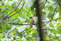 Hemixos castanonotus