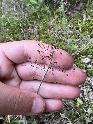 Blood Panicgrass (Dichanthelium consanguineum)