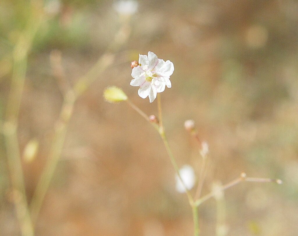 Boerhavia paludosa