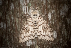 Lymantria nephrographa