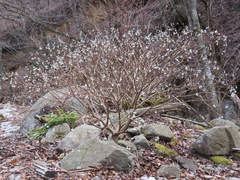 Edgeworthia chrysantha