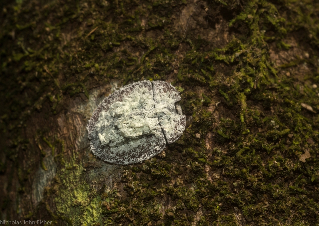 Emcephalus floccosus