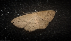 Cyclophora turneri