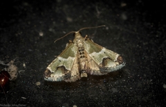 Arescoptera idiotypa