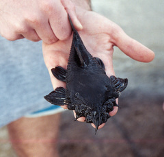 Ancistrus ranunculus