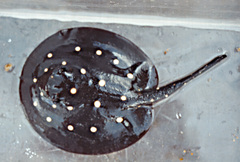 Potamotrygonidae