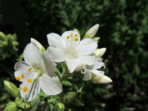 Towering Jacob's-ladder (Polemonium foliosissimum)