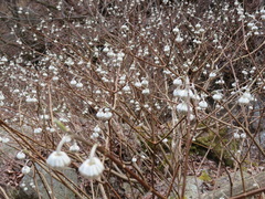 Edgeworthia chrysantha