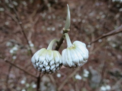 Edgeworthia chrysantha