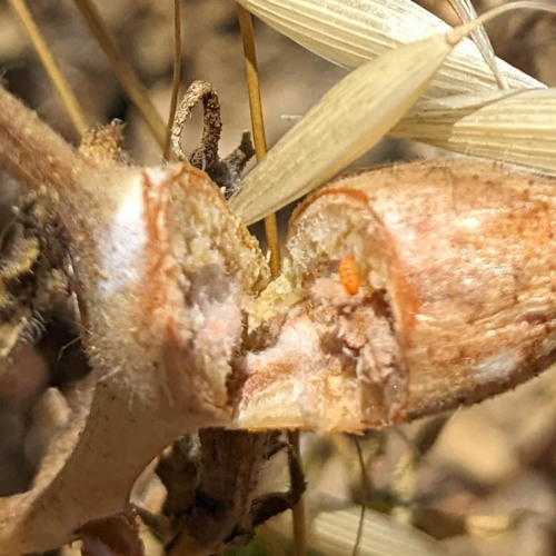 Mentzelia Gall Midge
