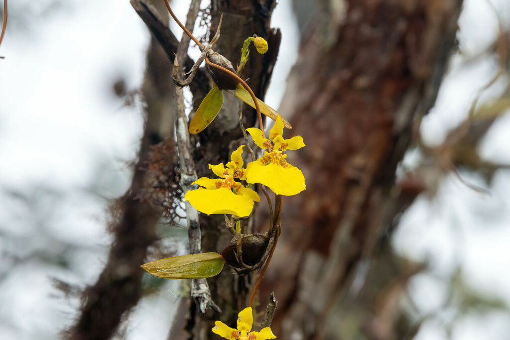 Otoglossum scansor from Cocachimba, Camino a Golondrinas on May 28 ...