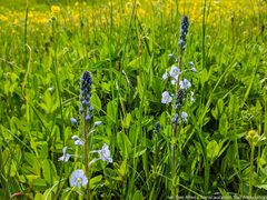 Veronica gentianoides