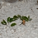 Klotzschia rhizophylla - Photo (c) Joey Santore, algunos derechos reservados (CC BY-NC), subido por Joey Santore