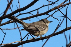 Mimus polyglottos polyglottos