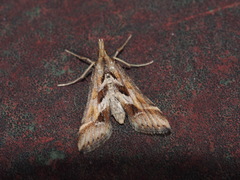 Diasemia
