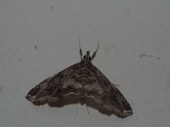 Paracymoriza