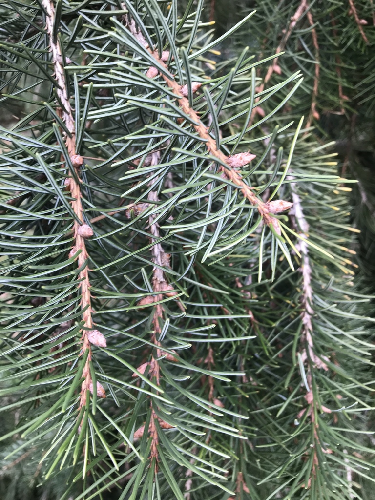 Brewer's spruce from Peninsula House Rydon Lane, Exeter, England, GB on January 4, 2019 at 0106