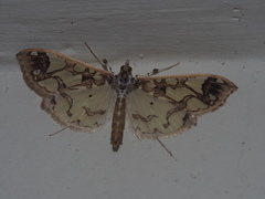 Polythlipta